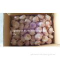 2014 New Harvest Fresh White Garlic